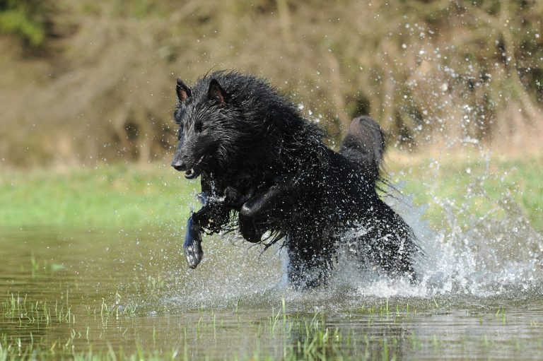 Voici 10 races de chien qui sont inapprochables 