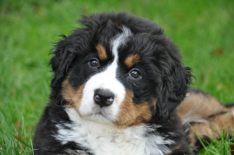 10 faits super intéressants sur le Bernedoodle