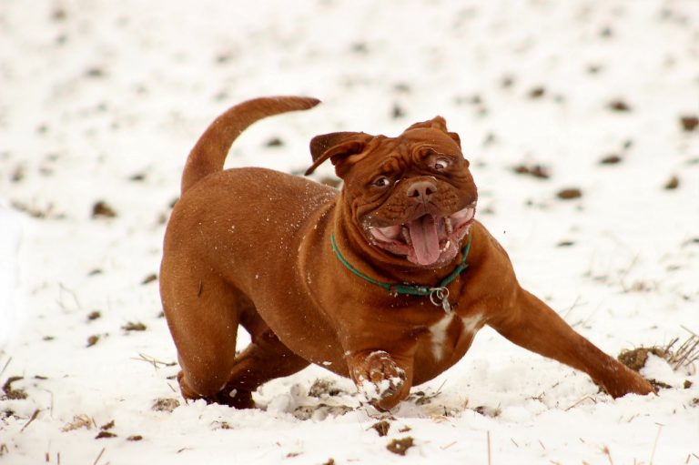 10 faits super intéressants sur le bouledogue français