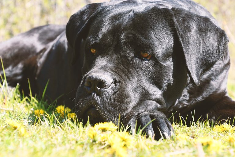 Les meilleures races de chiens pour les Lions