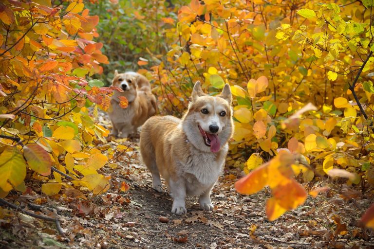 10 races de chiens qui ressemblent à des renards