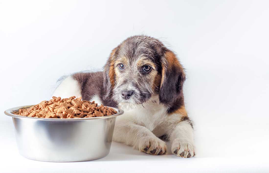 croquettes pour chiens