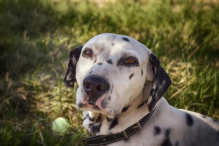 Les meilleures races de chiens pour les Béliers