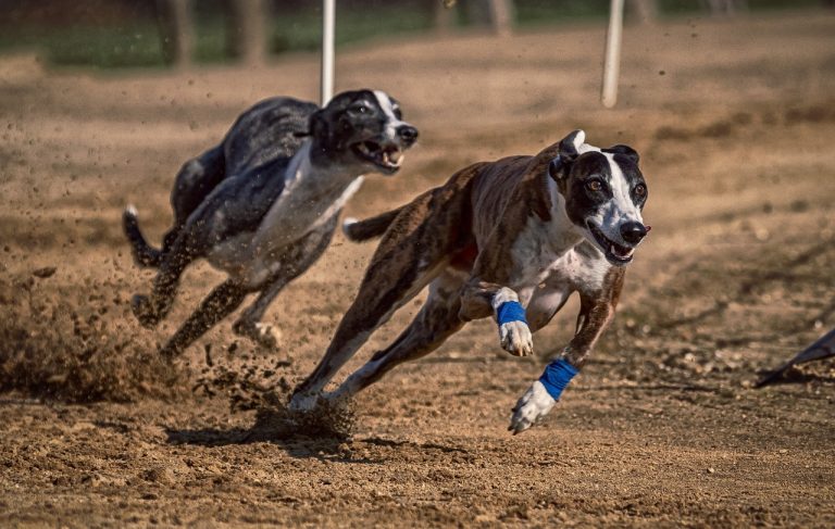 8 races de chien qui ont du mal à garder leur sang froid