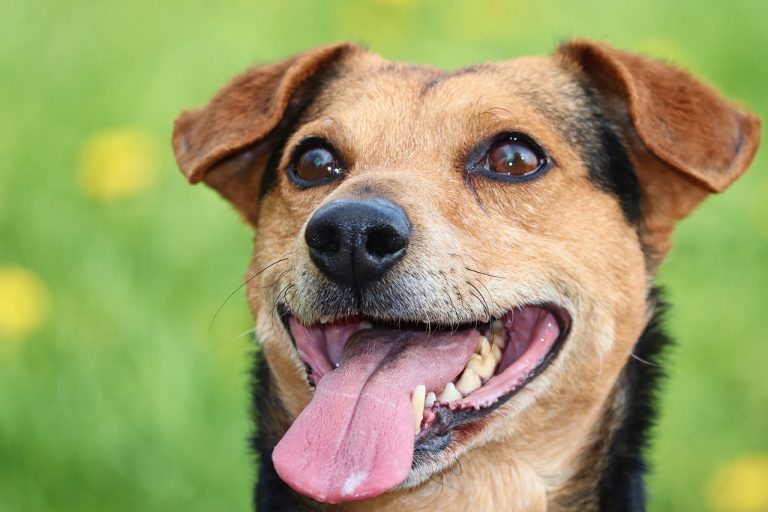 Ce que signifie la position des oreilles de votre chien