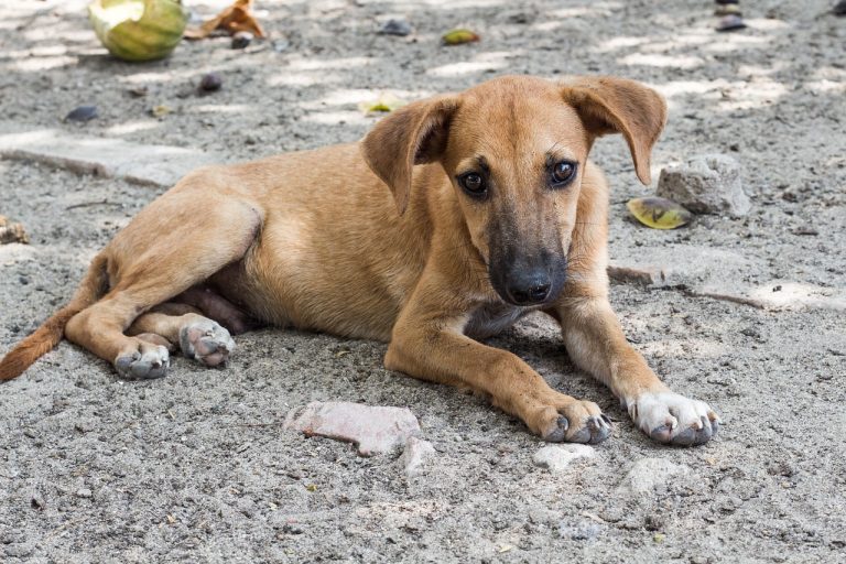 Une défenseuse des animaux utilise TikTok pour aider les chiens