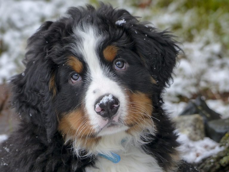 Un homme à la recherche de son chien après une avalanche