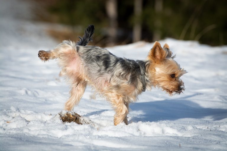 Particules dans l’urine chez le chien : Symptômes, causes et traitements