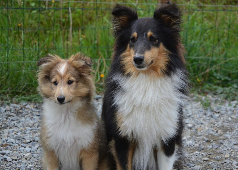 Les meilleures races de chiens pour la Balance