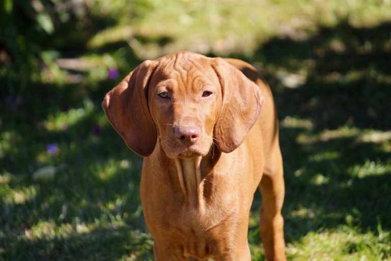 Les meilleures races de chiens pour les Gémeaux