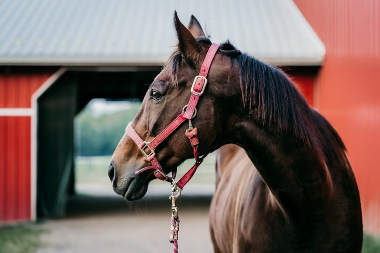 éthologue communiquer avec votre cheval