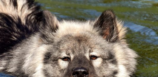 Eurasier