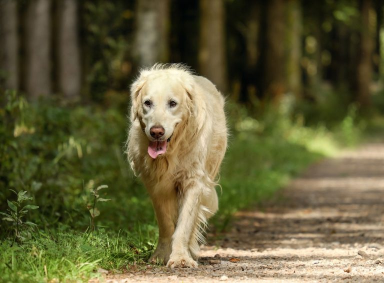 Une nouvelle étude révèle l’évolution de l’ADN des chiens de Tchernobyl