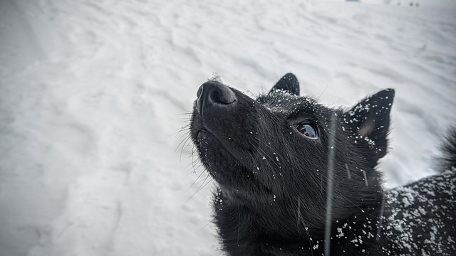 Schipperke