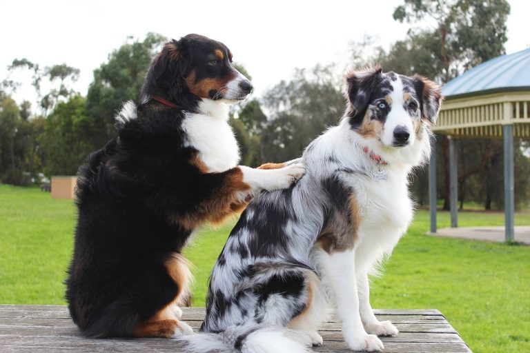 Un groupe paramédical engage des chiens de thérapie