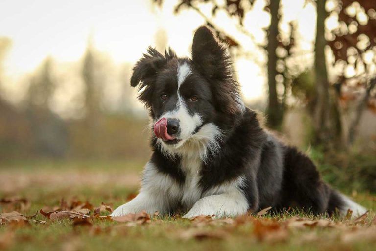 races de chien qui ne savent pas se tenir