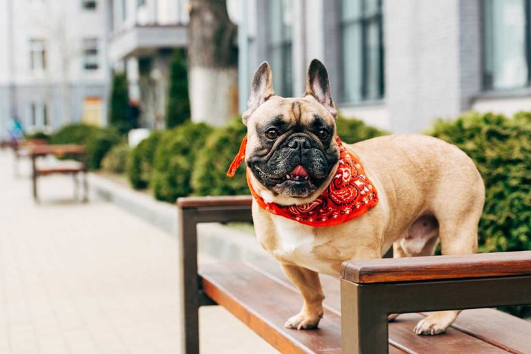 races de chien qui vont vous apporter du réconfort