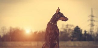 races de chien qui pourront secourir leur maître