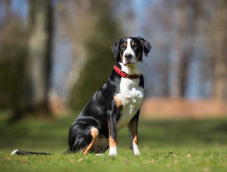 races de chien escorter leur maître partout 