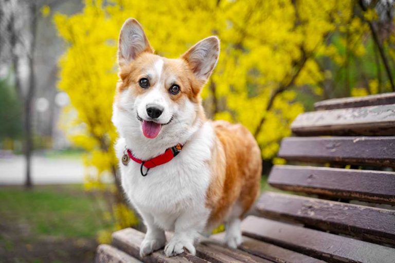 Les meilleures races de chiens au pelage coloré