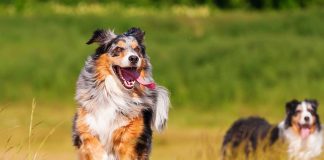 races de chien qui ont le vent en poupe