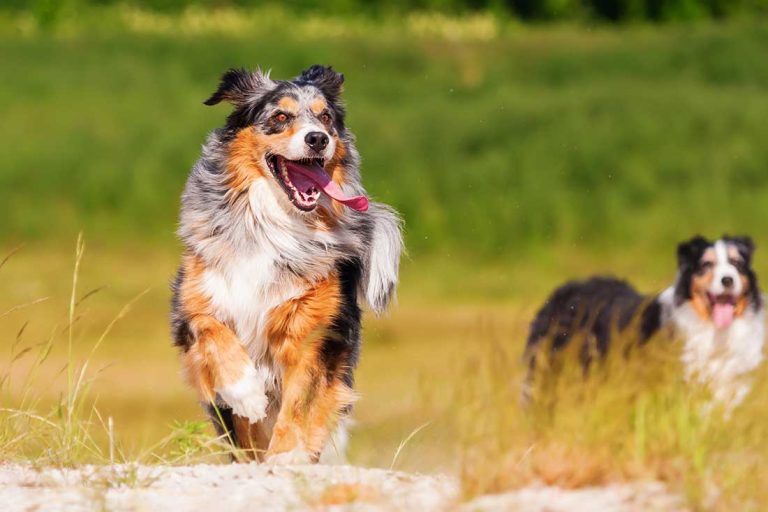 races de chien qui ont le vent en poupe