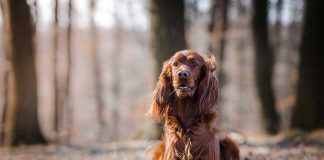 races de chien qui adorent la nature