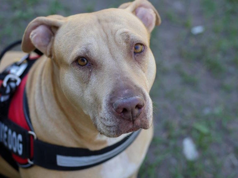 Découvrez une école dédiée aux chiens d’assistance