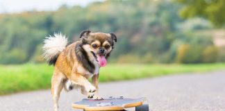 races de chien qui sont les plus impatientes