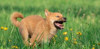 races de chien qui font leur mauvaise tête