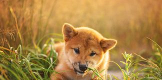 races de chien qui sont les plus renfermées