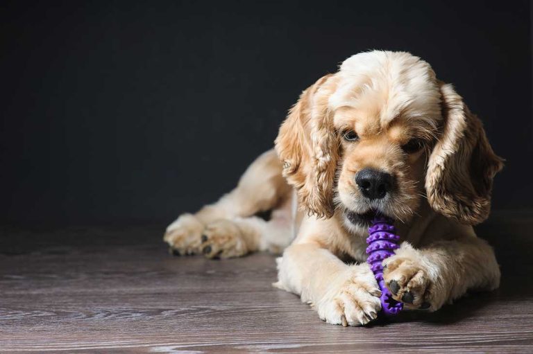 races de chien qui savent se faire comprendre