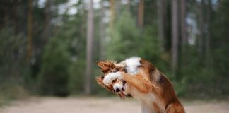 races de chien qui sont les plus tolérantes