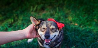 races de chien qui vont vite s’attacher à leur maître