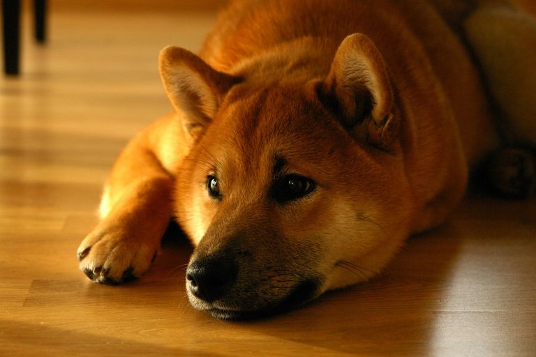 9 races de chien qui vont rester sur la réserve