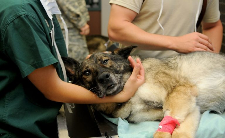 Guide complet des coûts des visites chez le vétérinaire pour les propriétaires de chiens