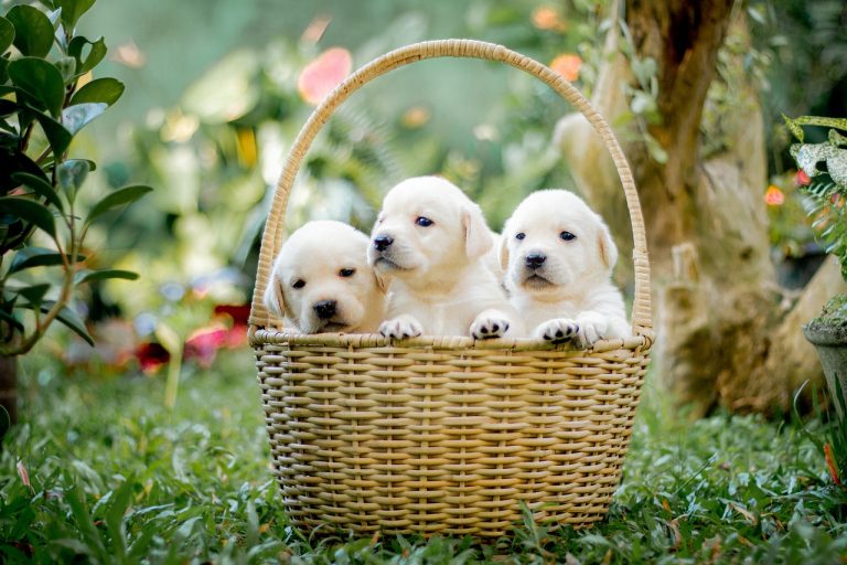 Un chien et 10 chiots abandonnés dans un refuge