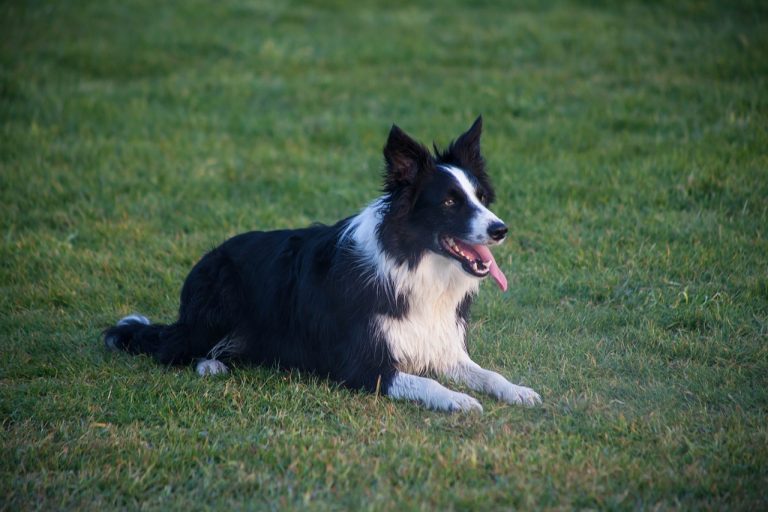 8 races de chien qui vont garder la tête froide