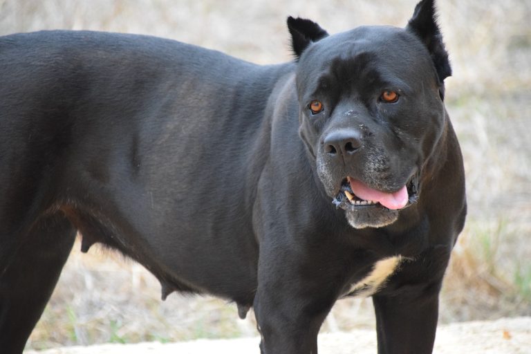 Voici 8 races de chien qui n’aiment pas du tout être dorlotées