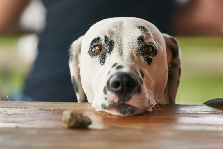 Les races de chiens qui n’ont pas besoin de toiletteur