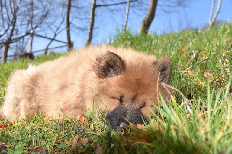 Les 9 races de chien qui ne vont pas vous déranger