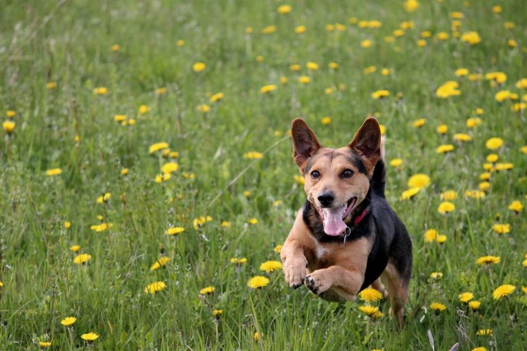 Voici les 8 races de chien qui sont les plus animées