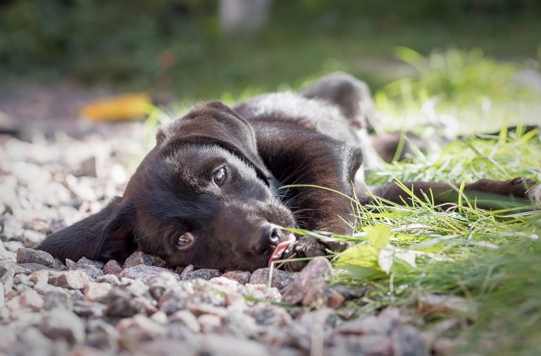 Voici les 8 races de chien qui sont les moins respectueuses