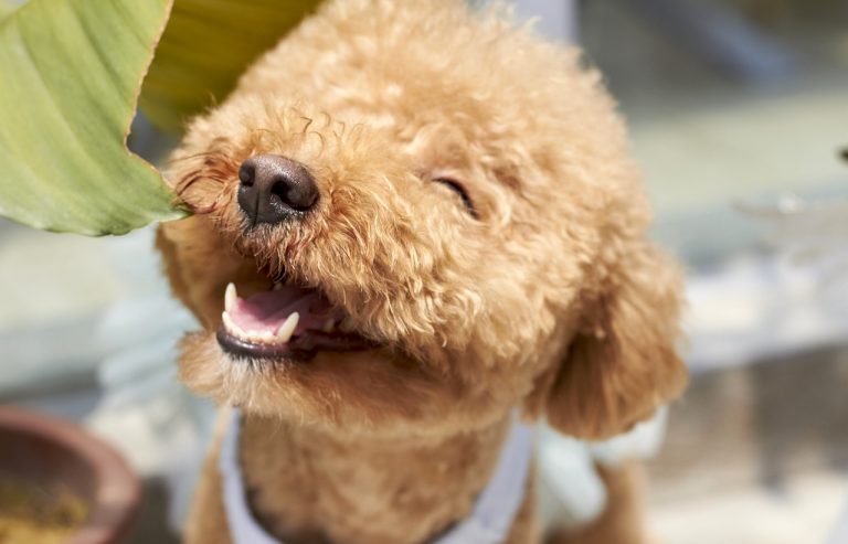 Les 8 races de chien qui sont les plus respectueuses avec leur maitre