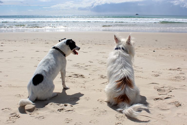 Les principaux dangers de l’été pour les chiens