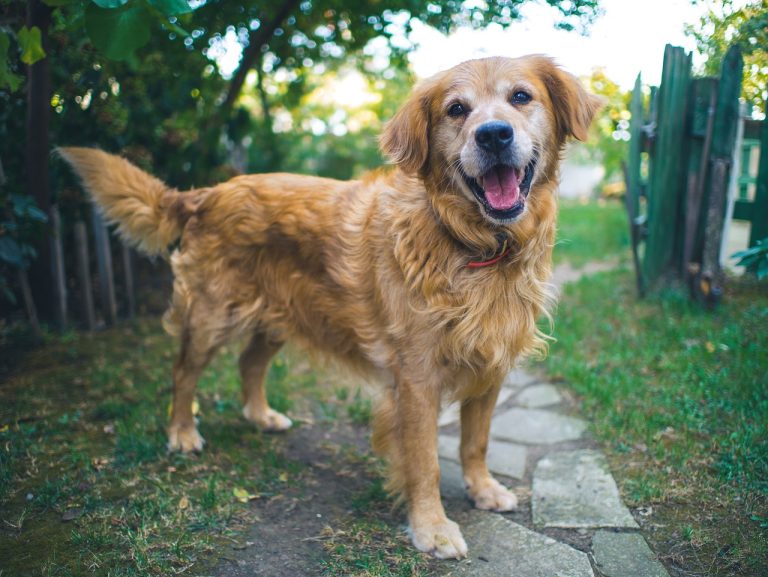 Les 8 races de chien qui gardent toujours leur maître dans leur coeur