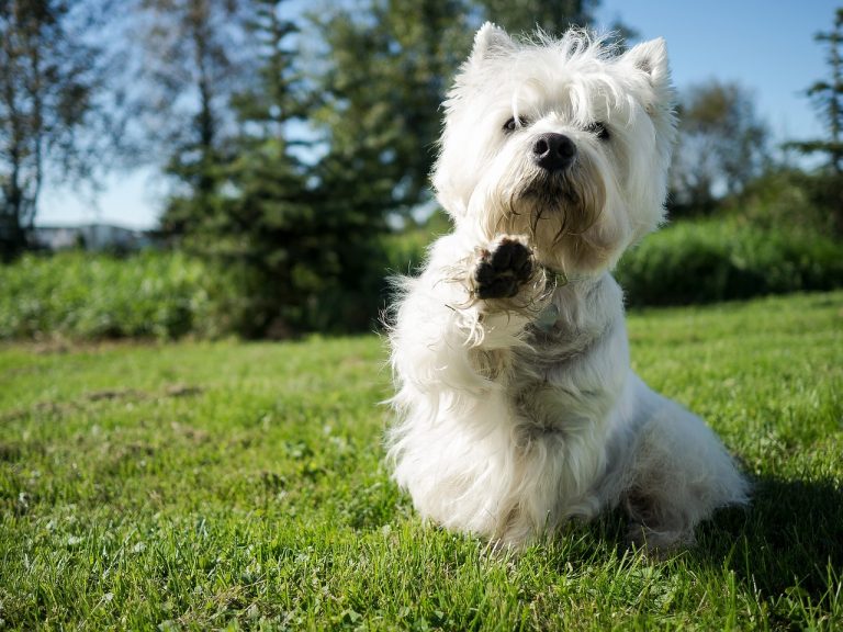 6 décès de chiens dans une aire d’entraînement canin