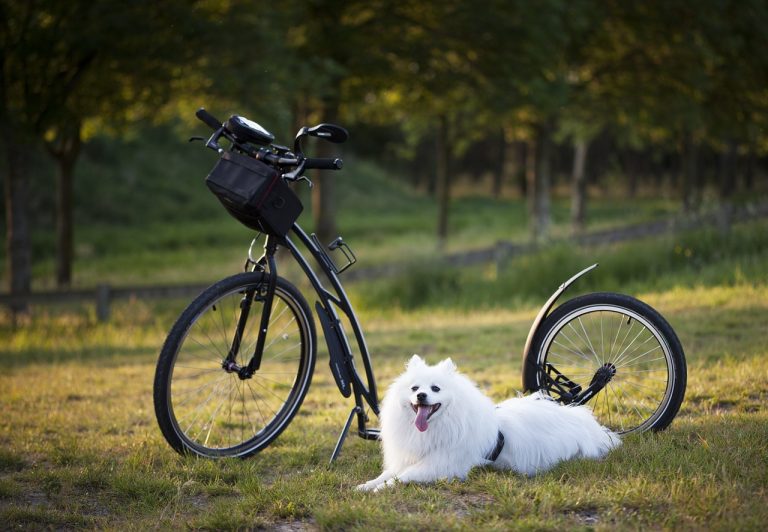 Les choses à faire et à ne pas faire à vélo avec un chien