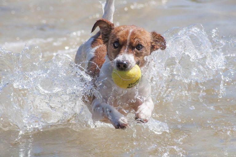 Pourquoi les chiens aiment-ils les balles de tennis ?