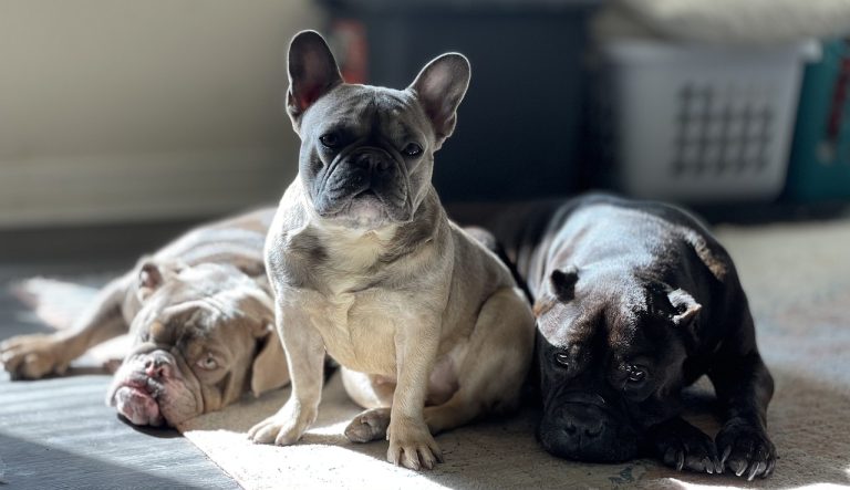 82 chiens sauvés de conditions inhumaines